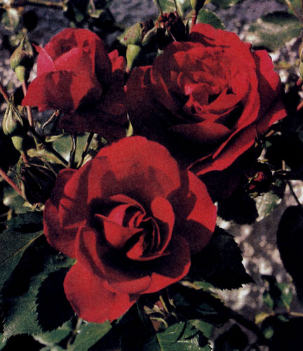 Широки возможности использования вьющейся розы. Если ее прикрепить к опоре, она может быть и одиночным растением 
