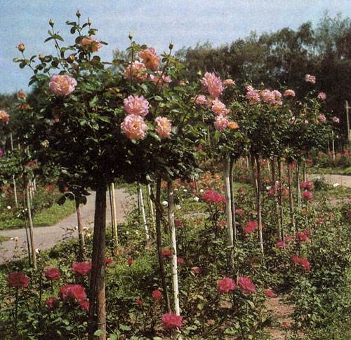Кроны штамбовых роз формируют путем обрезки, придавая им шарообразную форму. Такие розы лучше сажать на определенном расстоянии друг от друга, чтобы крона каждого растения имела возможность хорошо развиться. Посадки штамбовых роз могут быть дополнены розами кустарниковыми 