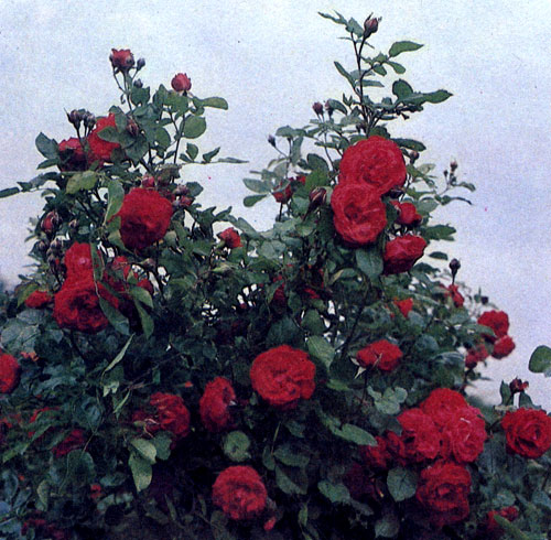 Вьющаяся роза 'Danse des Sylphes' с красными полумахровыми цветами, похожими на цветы пеларгонии, достигает 3 м в высоту