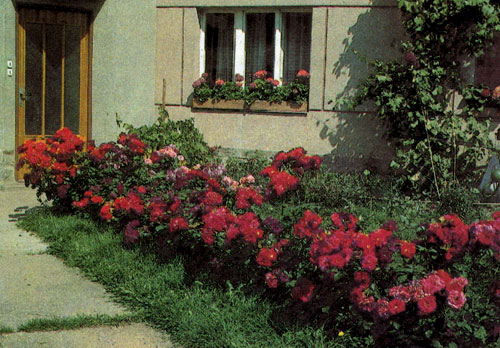 Многоцветковые полиантовые розы успешно используют для выделения значительной по размерам площади, которой хотят придать однотонную окраску. Такая площадка хорошо смотрится у входа в дом или у дороги, ведущей к нему 