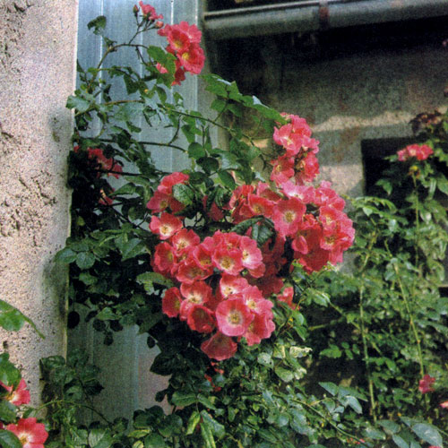 Линии здания можно продолжить с помощью пергол и стенок из вьющихся роз. Это особенно целесообразно там, где к дому примыкает терраса 