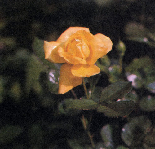 'Allgold' — роза флорибунда с большими махровыми цветами золотисто-желтой окраски. Достигает 40—60 см в высоту 