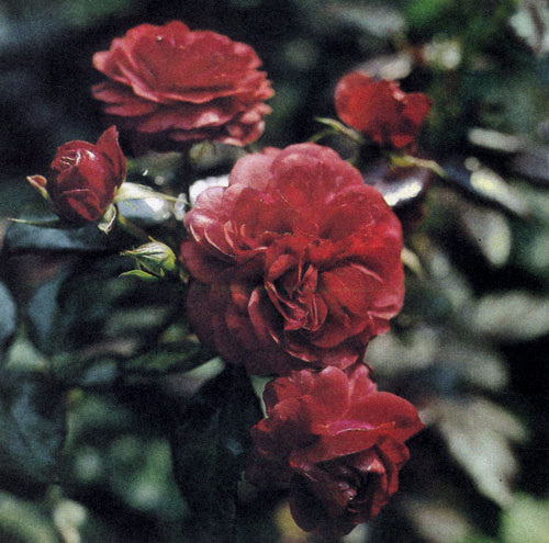 Роза флорибунда 'Europeana' отличается махровыми цветами, собранными в зонтичные соцветия, и сильным ароматом. Окраска цветов — яркая, кроваво-красная. Растение достигает 50—80 см в высоту и образует развесистые кусты