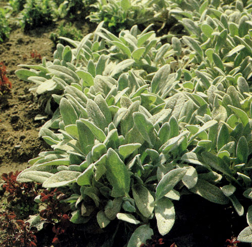 Stachys lanata можно использовать в качестве коврового растения на больших площадях, на сухих и солнечных участках. В таких условиях у него красивые и свежие листья сохраняются до поздней осени 