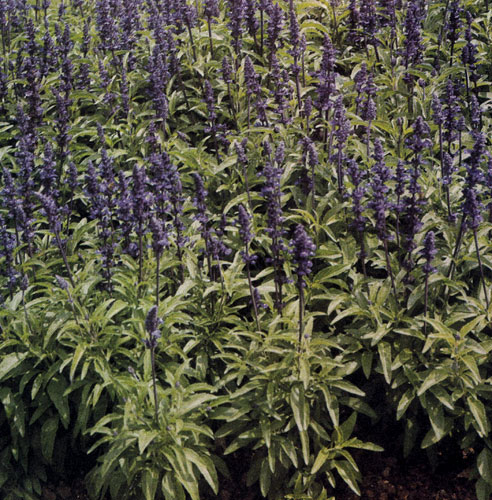Veronica spicata 'Blaubart' — неприхотливый многолетник, хорошо растущий на солнечных участках с проницаемой почвой, используют главным образом в однородных группах, в альпинариях, а также вместе с другими многолетниками