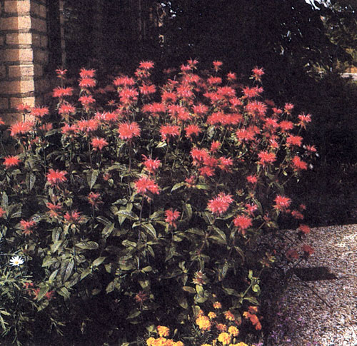 Monarda didyma 'Cambridge Scarlet' — относительно высокорослый декоративный, непрерывно цветущий многолетник, который пригоден для групповых посадок среди смешанных растений и для посадок на участках вне территории сада, перед декоративными кустарниками, а также на срезку 