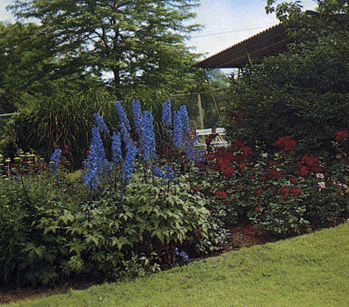  Живокость (Delphinium) относится к числу красивейших многолетников. Она цветет голубыми цветами, необычайно декоративна; ее желательно сажать в садах, где обеспечен регулярный уход. Применяется как в одиночных посадках, так и группах многолетников в качестве доминирующего растения. Цветы могут быть использованы на срезку и для оформления букетов в вазах. Очень красивы свободные группы, составленные из отдельных сортов или в комбинации с розами 