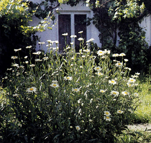 Chrysanthemum maximum — типичное растение, пригодное для загородных садов, однако прекрасно смотрится и в современных городских садах. Разные сорта этого растения цветут с июня до августа; оно очень красиво в сочетании с многолетниками, цветы которых иного тона 