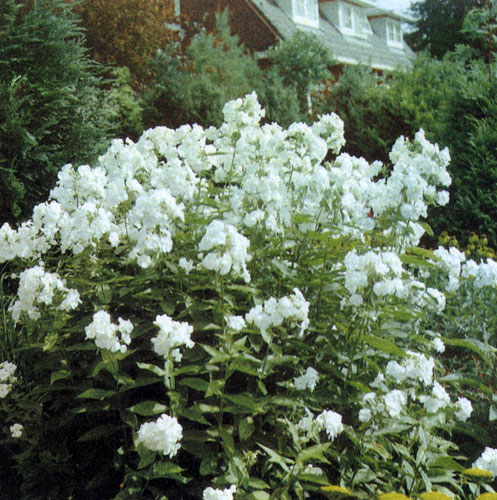 Высокий многолетний флокс (Phlox paniculate) относится к числу любимейших среди садоводов неприхотливых многолетников с красивыми декоративными цветами 
