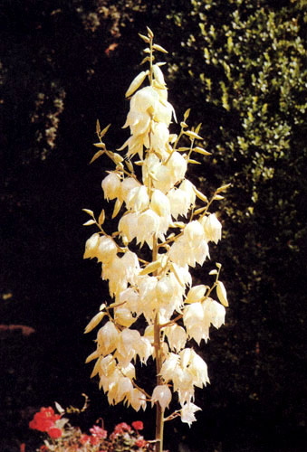 Yucca filamentosa — декоративный многолетник, который высаживают в альпинариях, в рабатках, клумбах и газонах, а также в групповых посадках. Крупные белые колокольчатые цветы, образуя кистья на высоких деревянистых стеблях, придают саду экзотичность. Очень красивы и узкие мечевидные с сине-серым оттенком листья этого многолетника