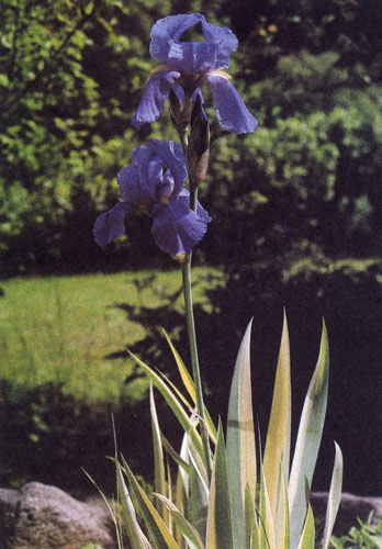 Iris pallida 'Variegata', как и многие другие ирисы, используют в посадках в рабатках и групповых посадках многолетников. Однако саженцы этого многолетника с декоративными листьями и цветами с приятным ароматом можно выращивать и в одиночных посадках. Ирисы требуют песчано-гумусных (но не кислых) почв, солнечного места