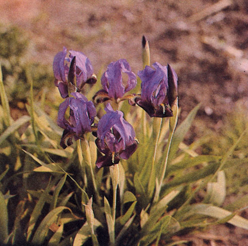  Ирис, Iris intermedia Trithjof, подобно остальным видам этой группы, расцветает после того, как отцветают низкорослые ирисы, но пока еще не расцвели высокорослые ирисы группы Iris x barbata. Наряду с поздними сортами тюльпанов — они первые весенние многолетники с крупными цветами, пригодные на срезку 