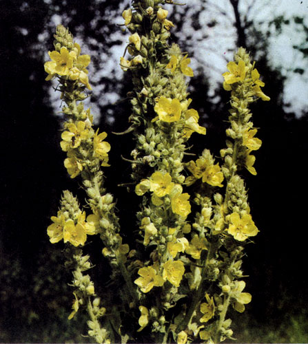 Verbascum thapsus — хотя и относится к двулетникам, нередко встречается и среди многолетников, особенно в сельских садах и на природных участках. Это растение, достигающее в высоту 2 м, с большим количеством желтых цветов в виде длинных кистьев, с давних времен считается лекарственной травой 