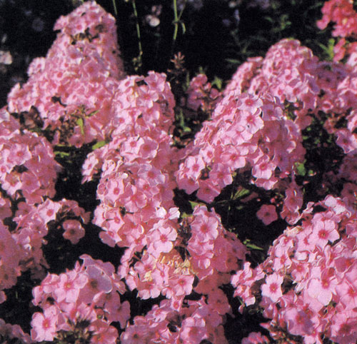  Высокие флоксы (Phlox paniculata 'Fruhrosa') в летние месяцы красиво выделяются на фоне остальных многолетников 
