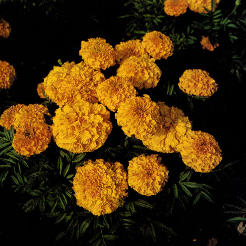 Бархатцы (Tagetes) — типичные представители однолетних растений. Они легко переносят сухую и дождливую погоду. Низкие сорта можно высаживать в рабатках, бордюрах и т. п., высокие сорта — в клумбах. Любые сорта бархатцев пригодны и для вазонов. Нередко их используют для срезки, поскольку бархатцы не вянут в вазе до 8—15 дней