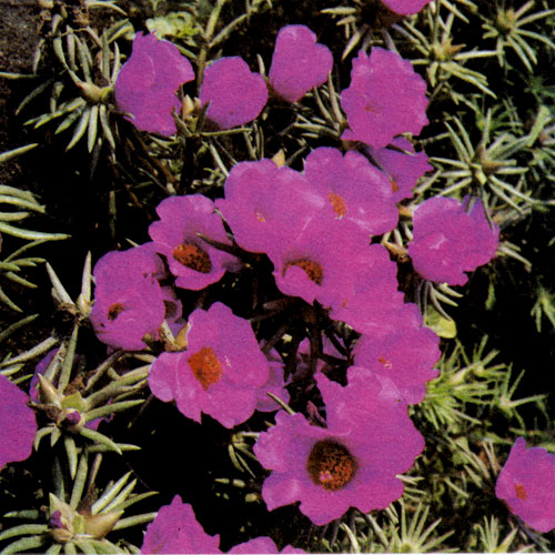 Портулак крупноцветковый (Portulaca grandiflora) — стелющееся однолетнее растение высотой 10—15 см. Его можно выращивать в больших и небольших группах на клумбах, в альпинариях, на стенках, в ящиках и вазонах. Растения высаживают в конце мая на припек в легкую песчаную почву. Портулак не любит тени, тяжелых почв, плохо переносит дождливую погоду