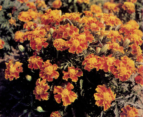  Бархатцы (Tagetes patula 'Ruffled Red') вырастают в высоту до 25—35 см. В стадии цветения образуют красочный массив 