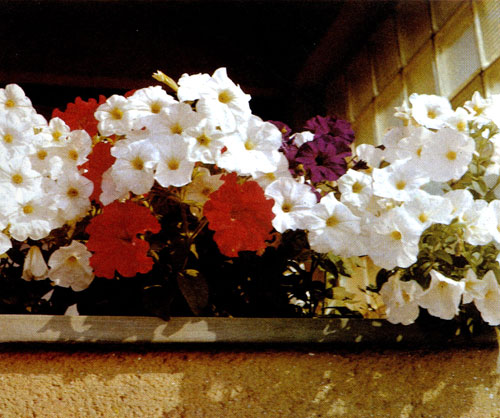 Петунья гибридная (Petunia×hybrids) — широко распространенное красивое многолетнее растение; используется как однолетняя культура и рекомендуется для озеленения окон, балконов, веранд и террас. Существует множество цветовых тонов петунии. Белый сорт, цветущий на темном фоне, подчеркивает контраст красок в композиции 