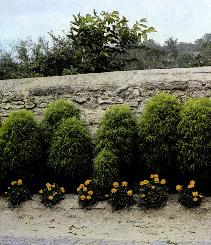 Прутняк веничный, «летний кипарис» (Kochia scoparia) может в летнее время послужить в качестве живой изгороди или создать эффектный зеленый фон для пестроцветущих летников. Растение нетребовательно к почве, растет на любом участке 