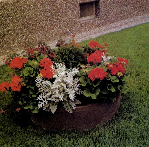 Вазоны с цветущими растениями украшают летом газоны. Крестовник (цинерария — Senecio bicolor) со своими серебристыми листьями красиво и контрастно выделяется на фоне разноцветных пеларгоний 