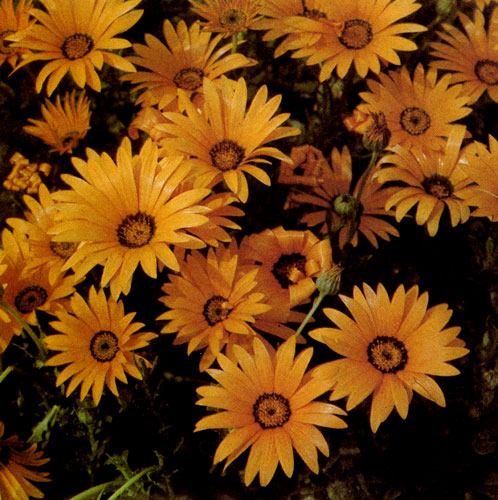  Диморфотека (Dimorphoteca sinuata 'Tetra Goliath') высаживается поодиночке и в группах как на клумбах, так и в альпинариях или живых изгородях. Она очень красива на солнце, когда у нее раскрываются все цветки 