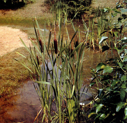 Разновидности рогоза — типичные растения прудов и озерков как в природных условиях, так и в садах. Typha latifolia идеальна для крупных водоемов. Однако существуют и низкорослые виды, например, Typha minima, которые высаживают возле миниатюрных прудов и в крохотных садиках 