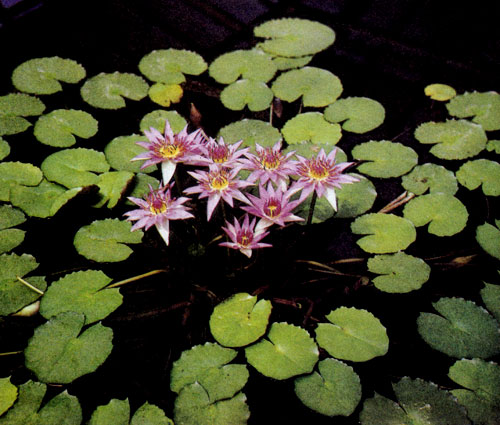 Nymphaea colorata — это оранжерейная кувшинка, или, как еще ее называют, водяная лилия 