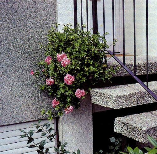  И совсем маленький по размерам цветочный ящик с посаженной в нем плющелистной пеларгонией может смягчить строгость линий лестницы и стены дома 