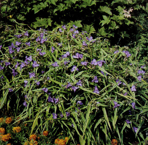 Doronicum caucasicum высаживают в альпинариях и в смешанные группы весенних многолетников