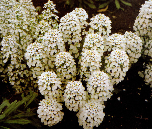 Iberis amara высаживают на предназначенное место ранней весной, так как цветет это растение в июне—июле. Его можно комбинировать с другими, главным образом низкорослыми однолетниками 