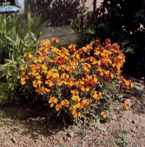 Хейрантус благовонный (Cheiranthus cheirii) — одно из традиционных садовых растений. Он отличается яркой окраской и сладким ароматом цветов. В основном его разводят как двулетнюю культуру, но на хорошо защищенном месте он может выдержать и несколько лет 