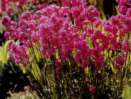 Lychnis viscaria используют для бордюрных посадок, альпинариев, цветников. В комбинации с некоторыми многолетниками, например, Veronica austriaca 'Shirley Blue', Aster tongolensis 'Wartburgstern', Cerastium columnae, можно получить очень эффектные цветовые сочетания 