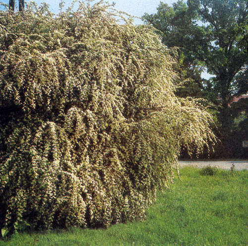 Cotoneaster multiflorus сажают и как одинокое растение, и группой: оно нетребовательно, хорошо растет под прямыми лучами солнца и в полутени  