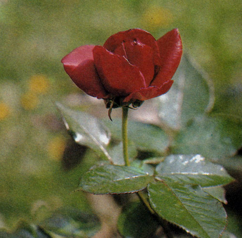 Гибрид чайной розы 'Mister Lincoln' отличается броскими крупными цветами сочного красного цвета на толстой цветоножке и сильным ароматом. Розовый куст быстро разрастается и не боится мороза