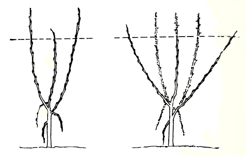 Рис. 148. Молодая яблоня, формируемая по типу пальметы, у которой скелетные ветки длиннее центрального проводника, - скелетные ветки наклоняют для усиления центрального проводника 