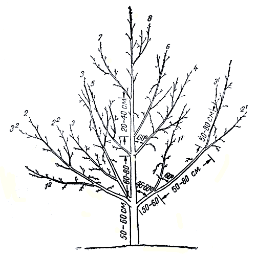  Рис. 159. яблоня, сформированная по улучшенной ярусной системе, с хорошим соподчинением скелетных частей