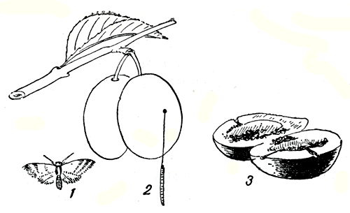 Рис. 212. Сливовая плодожорка: 1 - бабочка; 2 - гусеница, покидающая плод; 3 - червивый плод 
