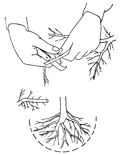 Рис. 42. Подрезка поврежденных корней плодового саженца непосредственно перед посадкой 