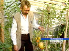 Южноуральский садовод вырастил помидоры-гиганты 