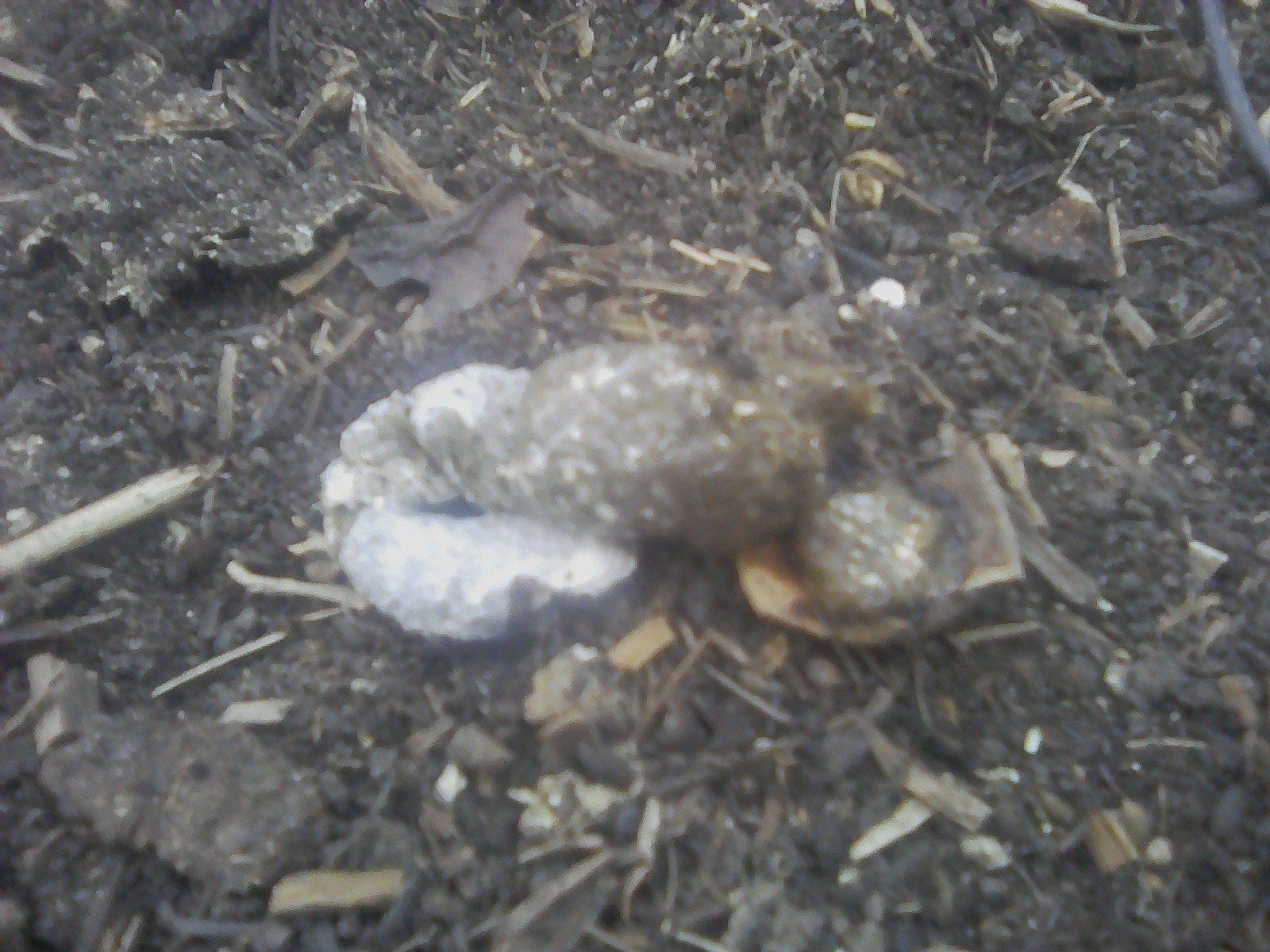 Гуано индоутки