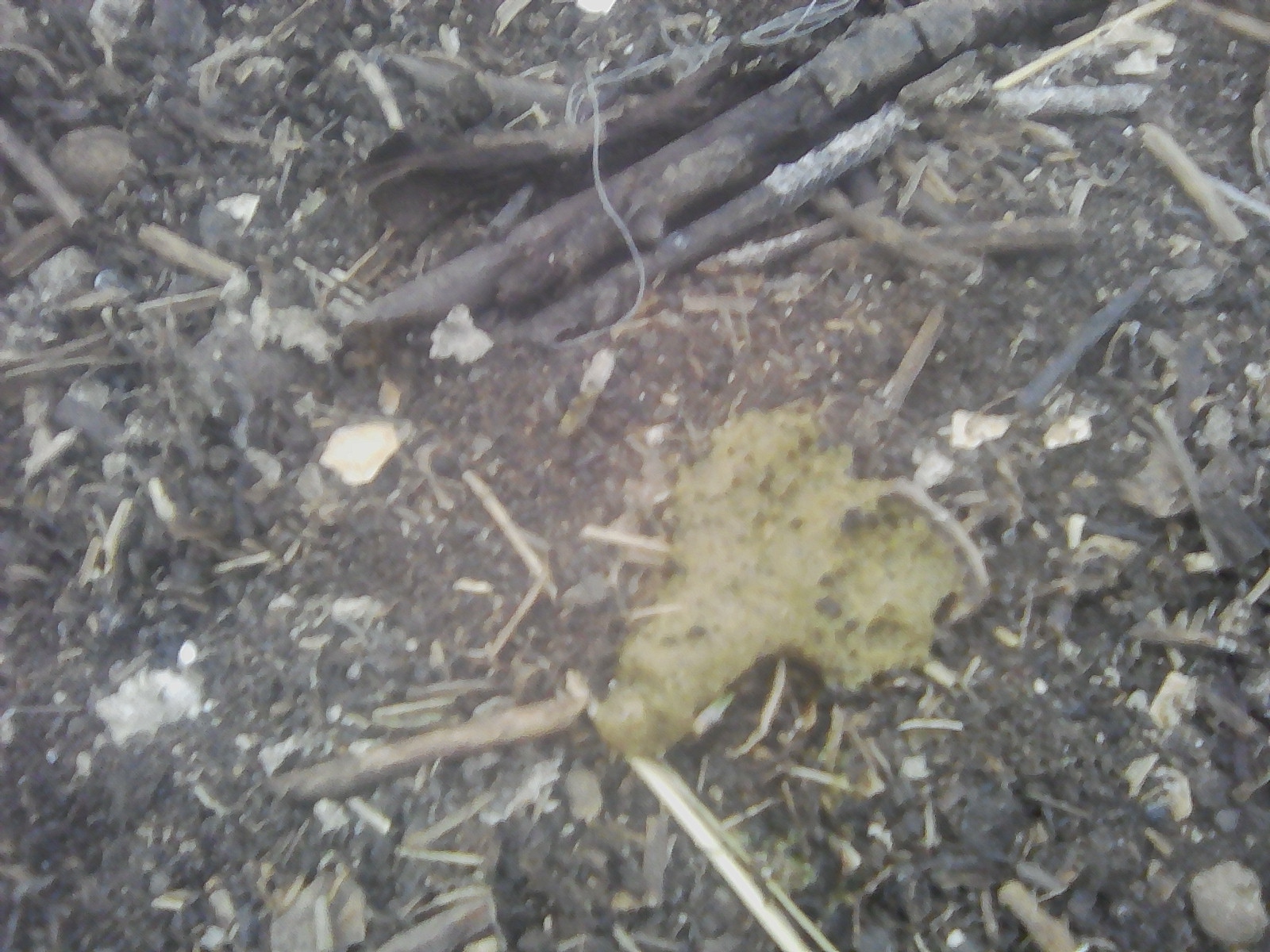 Гуано индоутки