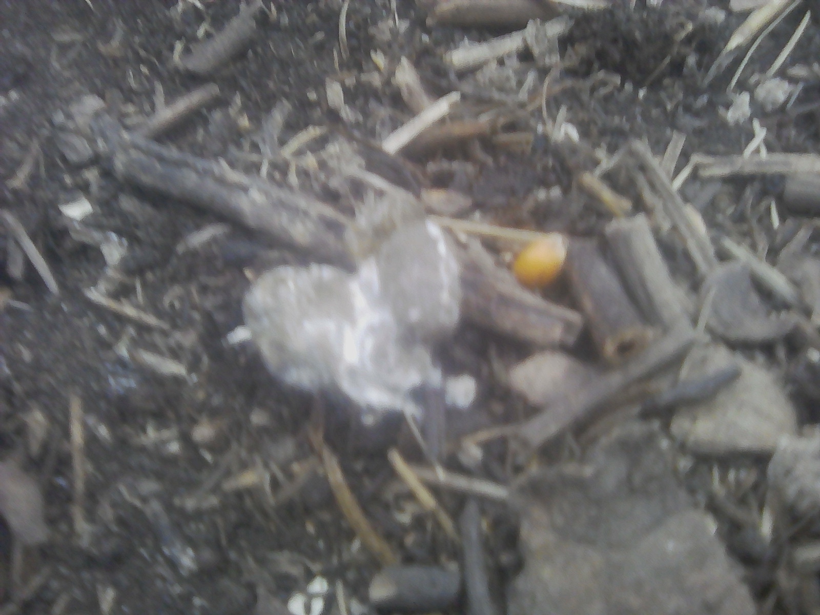 Гуано индоутки