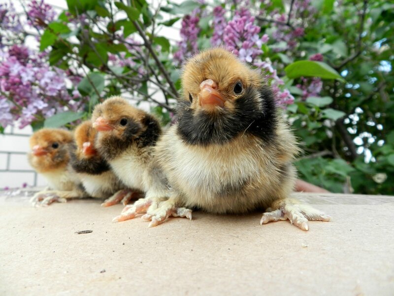 24 мая павловские цыплята