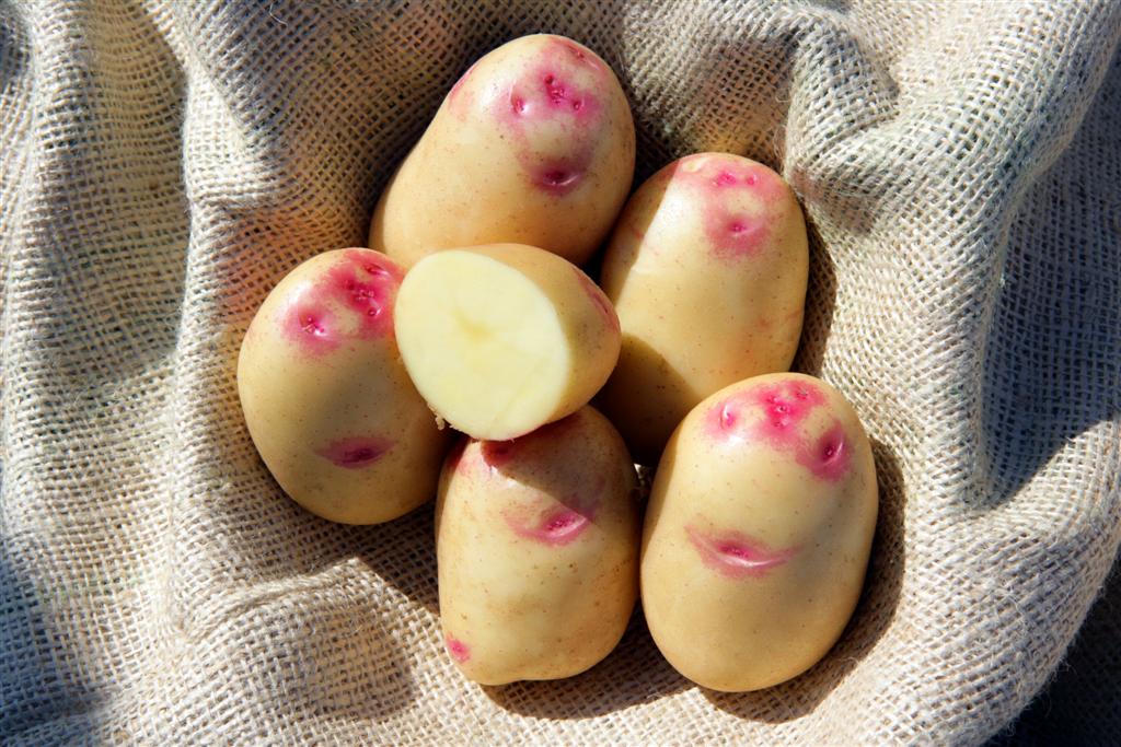 семенной картофель