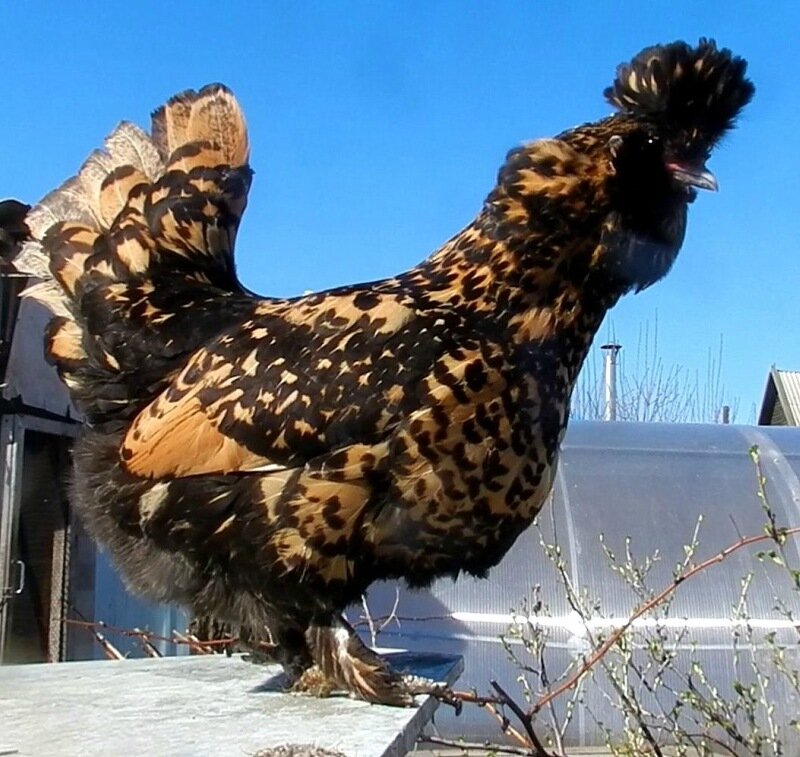Павловская курица со ШЛЕМОВИДНЫМ хохлом