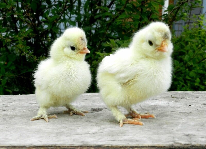 8 июня 2013 Павловские цыплята