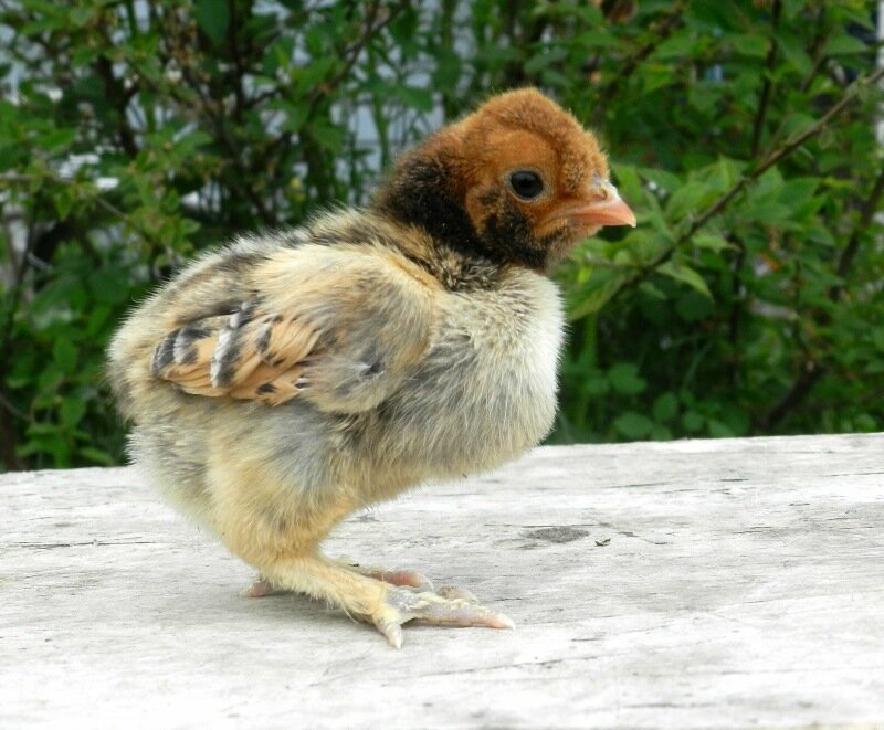 8 июня 2013 Павловские цыплята