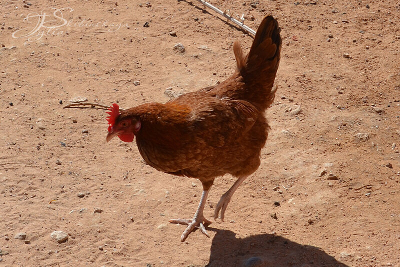 бедуинская курица