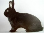 Венский черный(4,5-5,25 кг.)