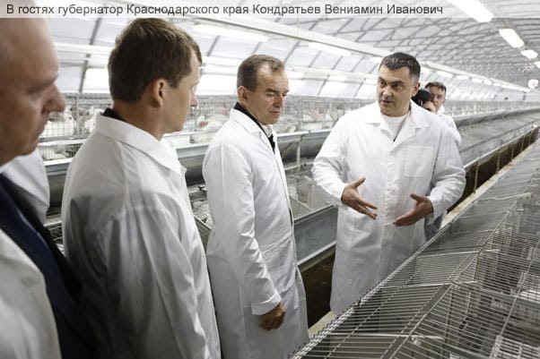 мясо кролика